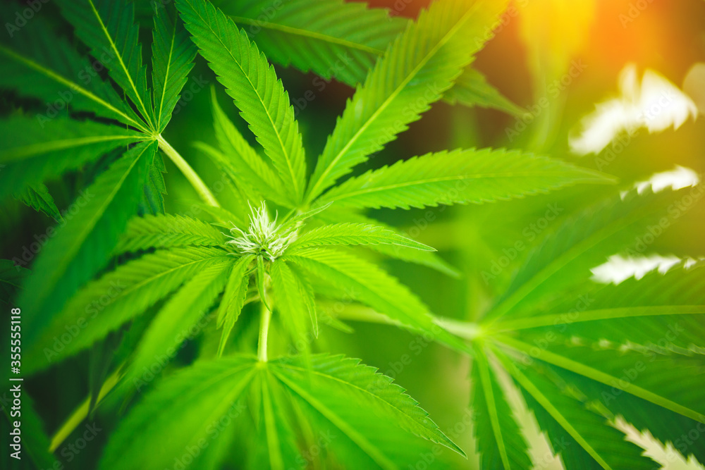Young leaf of marijuana plant detail at sunset. Young leaf of marijuana plant detail at sunset.