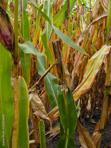 Caterpillar of The European corn borer or borer or high-flyer (Ostrinia nubilalis) on corn stalk. It is a moth of the family Crambidae. It is a one of most important pest of corn crops. photo