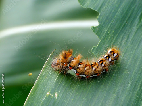 Caterpillar of Acronicta rumicis the knot grass from Noctuidae family on damaged leaves of corn plants.