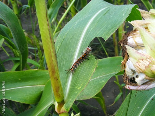 Caterpillar of Orgyia antiqua the rusty tussock moth or vapourer on damaged leaves of corn plants. It is a moth in the family Erebidae. © Tomasz