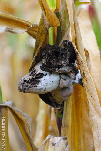 Corn smut (Ustilago zeae). Ustilago maydis disease on corn cob. photo