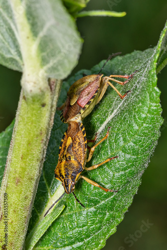 Mating of two Shield bug