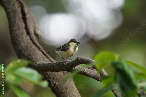 japanese tit on branch