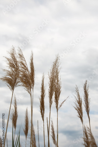 Fototapeta Naklejka Na Ścianę i Meble -  Reeds against the sky