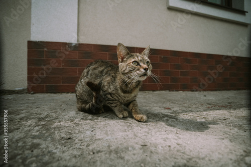 cute little baby cat on the streets. High quality photo