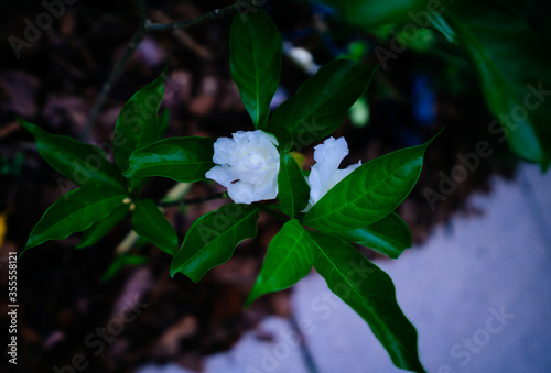 Tabernaemontana divaricata Crape Jasmine, Pinwheel Flower © Feng