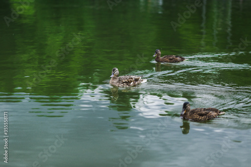 three cute baby ducks rowing on a lake. High quality photo