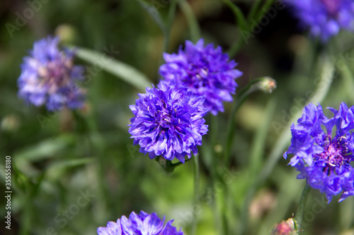 Blue Cornflower. Aster or Asteraceae family. Close-up..