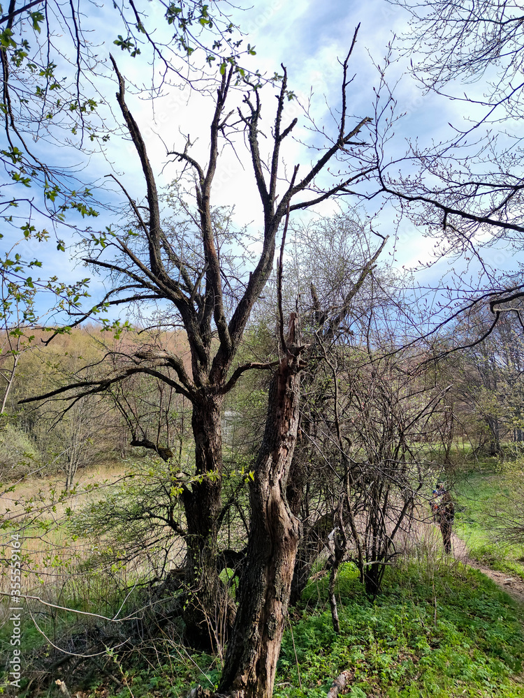 Spring landscape of Vitosha Mountain, Bulgaria Spring landscape of Vitosha Mountain, Bulgaria