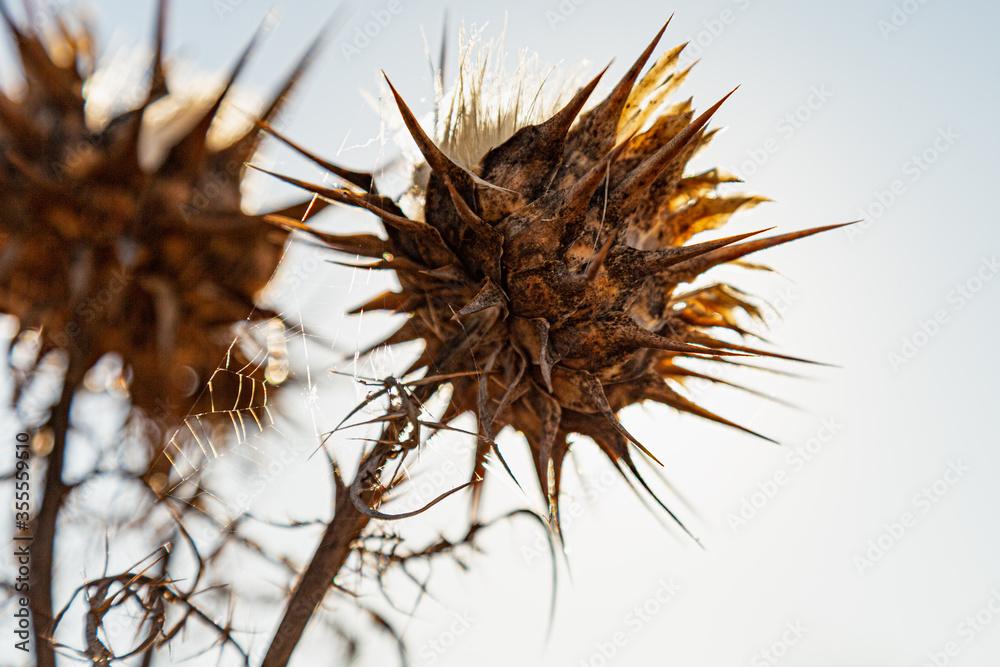 Obraz premium thorny thistles dried in the sun