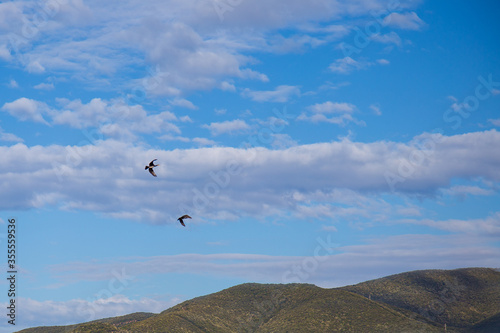 black cormorants in the blue sky of tuscany