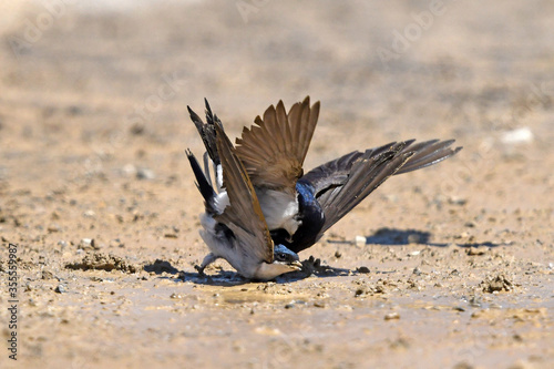 mating of House Martins / Mehlschwalben (Delichon urbicum) bei der Paarung  photo