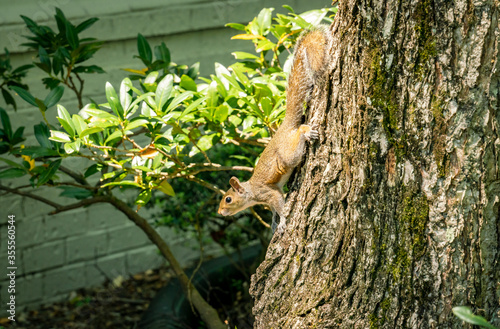 Grey Squirrel climbing down tree in local neighborhood in Acworth Georgias. © Wildspaces