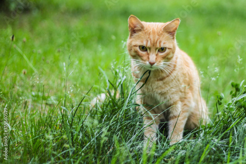 Cat in the green grass in the summer. Beautiful red cat with yellow eyes in the summer sun rays outdoors. Copy space for text and blurred background.