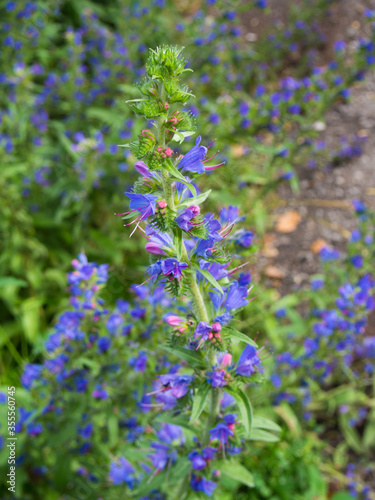 Summer meadow. Hyssop  spice  medicinal plant.The fresh herb is commonly used in cooking. Hyssopus Officinalis.