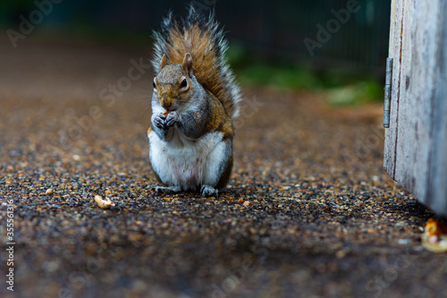 squirrel in the park