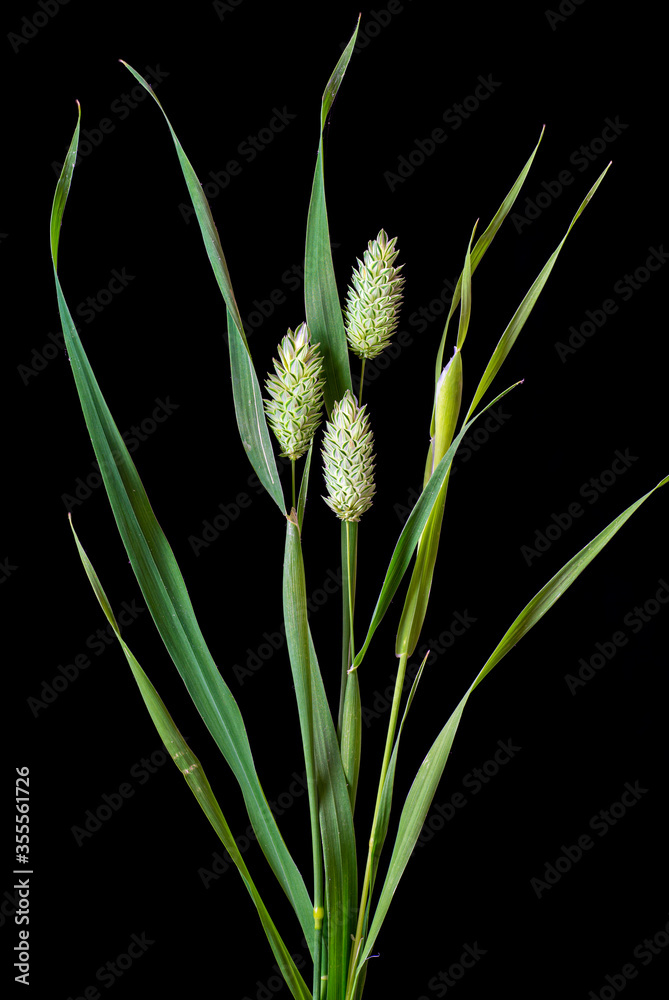 Canary grass (Phalaris canariensis) inflorescences (flower heads). A