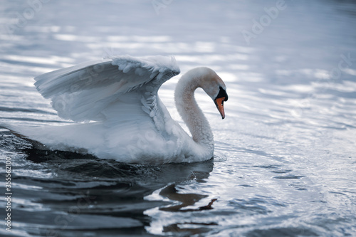 Atmospheric photo of graceful swan swimming on water and stretching out his wing. Evening light.