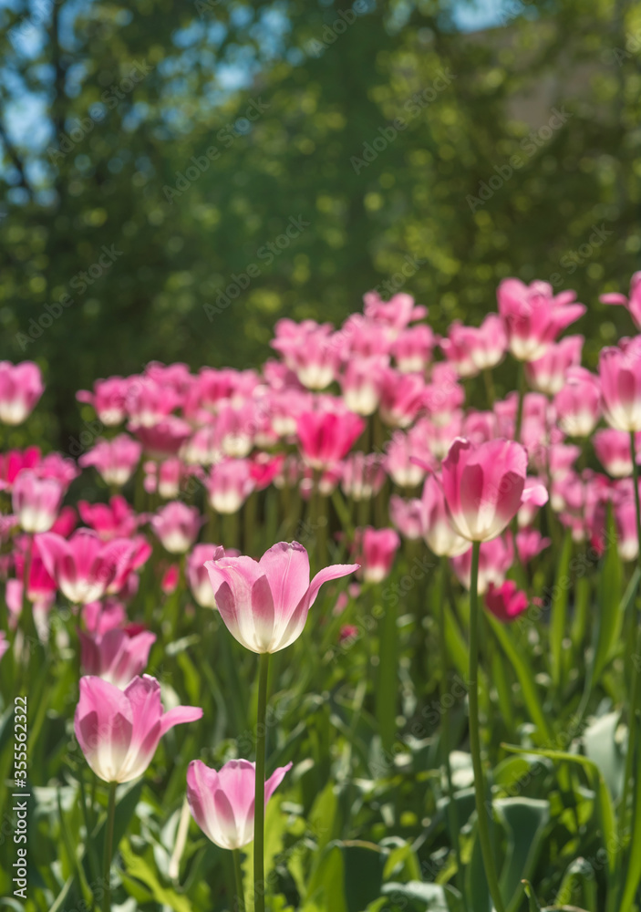 Pink tulips in sunny spring day. Beautiful purple Tulips background in the garden. Pink tulips in sunny spring day. Beautiful purple Tulips background in the garden.