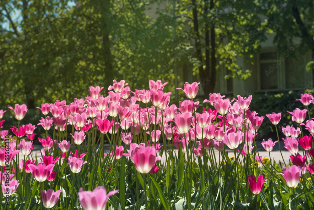 Pink tulips in sunny spring day. Beautiful purple Tulips background in the garden. Pink tulips in sunny spring day. Beautiful purple Tulips background in the garden.