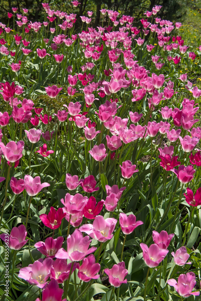 Pink tulips in sunny spring day. Beautiful purple Tulips background in the garden. 