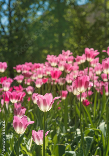 Pink tulips in sunny spring day. Beautiful purple Tulips background in the garden. 