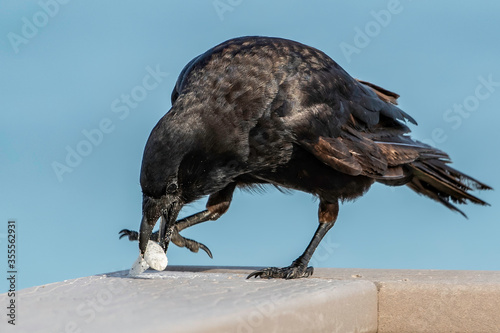 Black crow find a fishing lure - litter is harmful and kills wildlife photo