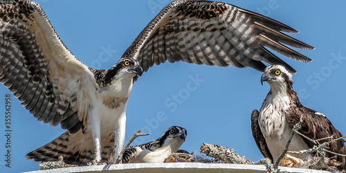 Young osprey learning to fly