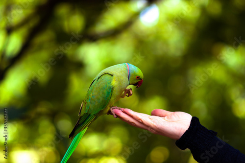 green parrot in hand