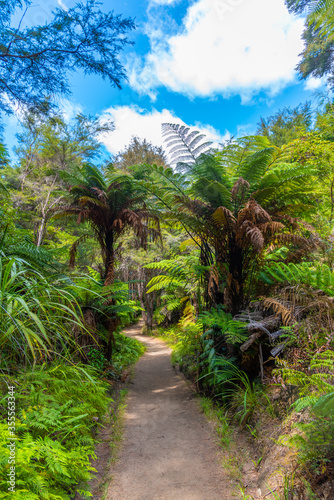 Fototapeta Naklejka Na Ścianę i Meble -  Forest path at Abel Tasman national park in New Zealand