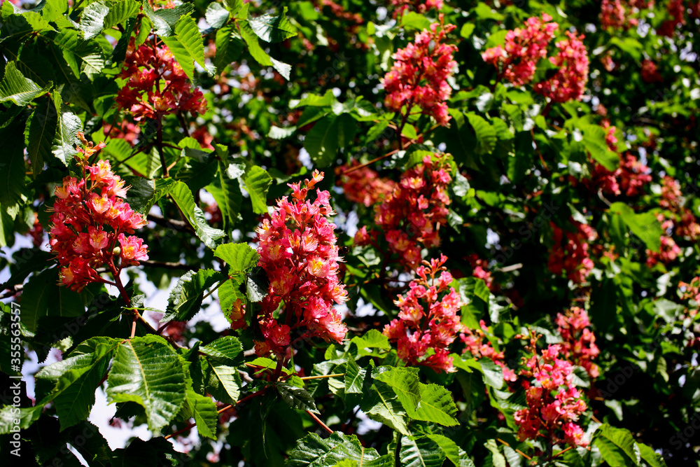 Red horse chestnut branches with spring flowers. Aesculus x carnea.

