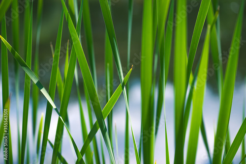 Green Grass. Close-up of bright green grass tending a breath of wind. Close-up abstract with shallow depth of field and background bokeh of brightly sunlit long bladed green and yellow plant leaves.