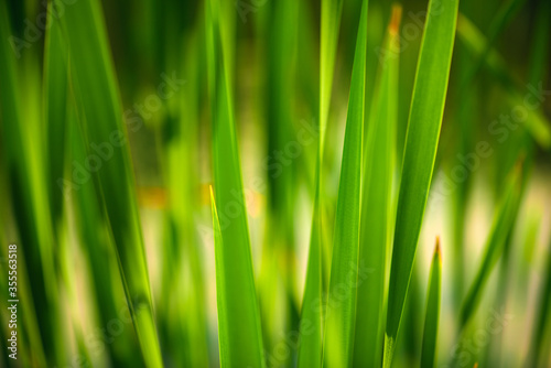 Green Grass. Close-up of bright green grass tending a breath of wind. Close-up abstract with shallow depth of field and background bokeh of brightly sunlit long bladed green and yellow plant leaves.