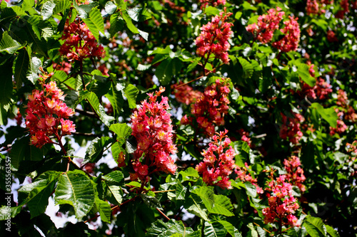 Red horse chestnut branches with spring flowers. Aesculus x carnea.