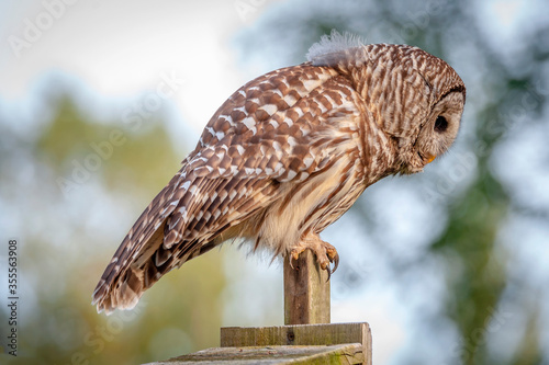 Barred Owl on the Ground After Catching a Rat. Barred Owls range over most of North America, and can be spotted hunting near cities, farms, dumps, and other developed areas.  photo