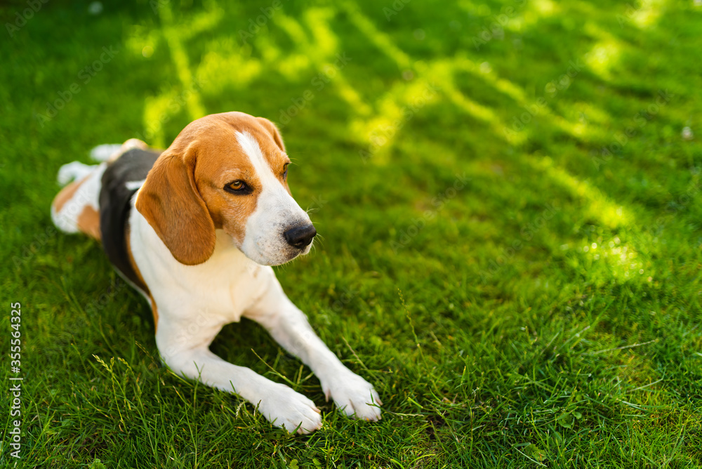 Tricolor beagle lying relaxed on green gras in shade on warm summer afternoon. Tricolor beagle lying relaxed on green gras in shade on warm summer afternoon.