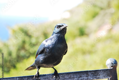 black bird on a fence © Jolanda