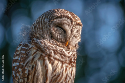 Barred Owl.Barred Owls may be best known for their unique vocalizations, especially the unmistakable nine-noted hoot that is often translated to sound like, “Who cooks for you? Who cooks for you all?” photo