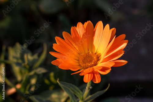 orange dahlia flower