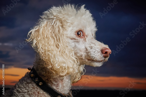 Close up of Miniature Poodle, pure breed dog. Giving side eye at sunset with vibrant colour.