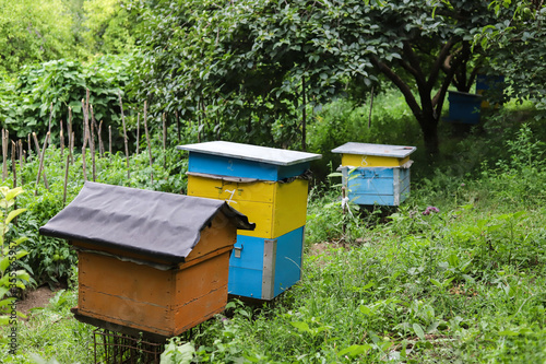 Several homemade hives in the garden at the cottage.