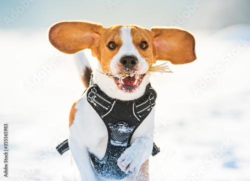 Tricolor beagle dog hound having fun in deep snow in winter.