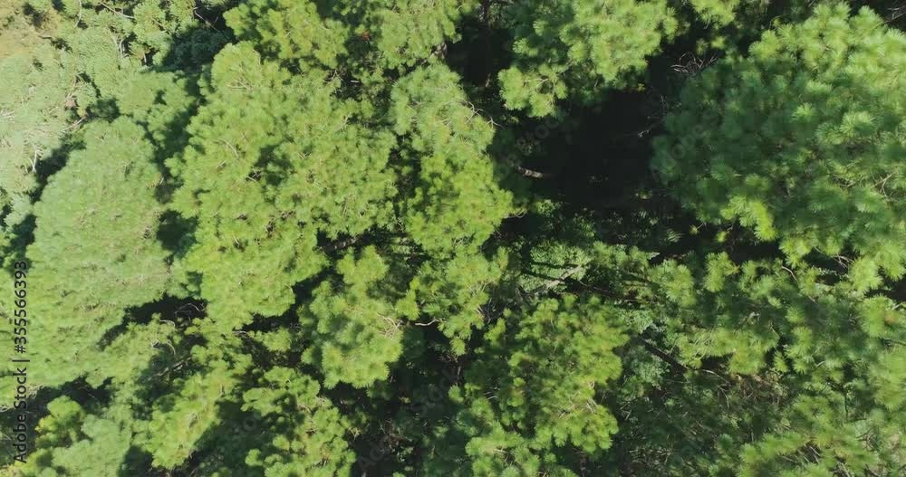 Aerial top down view of forest. Drone Rotating shot flying over tree tops, Nature background in 4K resolution
Aerial top down view of forest. Drone Rotating shot flying over tree tops, Nature background in 4K resolution