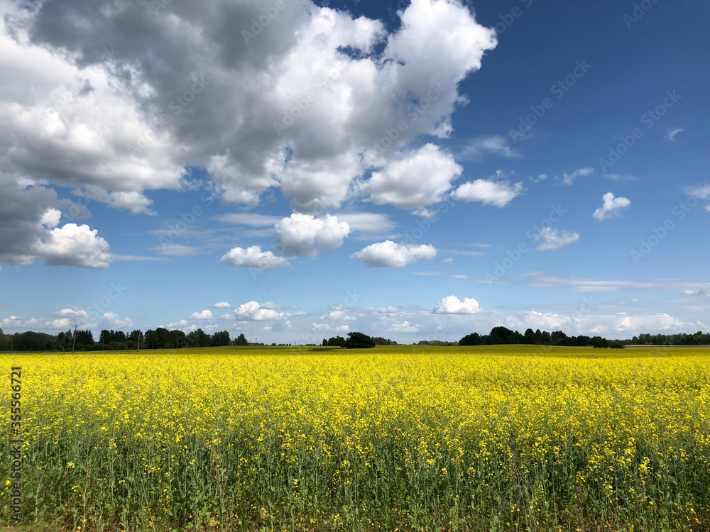 Rape Flower Field Kuldiga Latvia Rape Flower Field Kuldiga Latvia