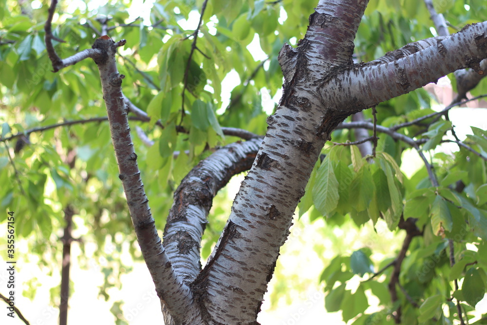 Fototapeta premium Cherry tree in full bloom. Cherry stem. Sweet cherry tree.
