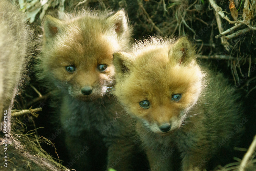 Naklejka premium 子狐の兄弟