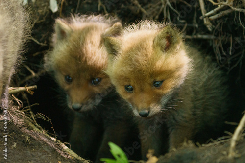 子狐の兄弟 © makieni