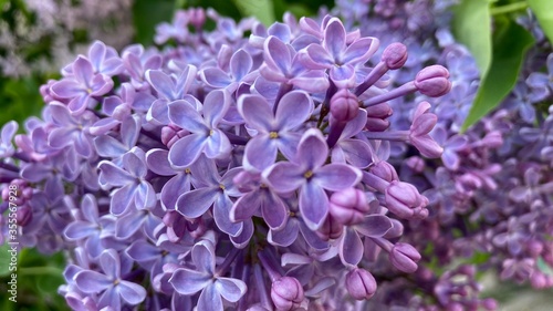 blooming lilac branch in spring