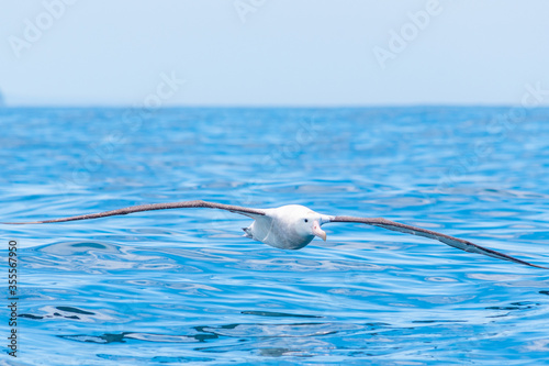 Southern royal albatross in flight near Kaikoura, New Zealand photo