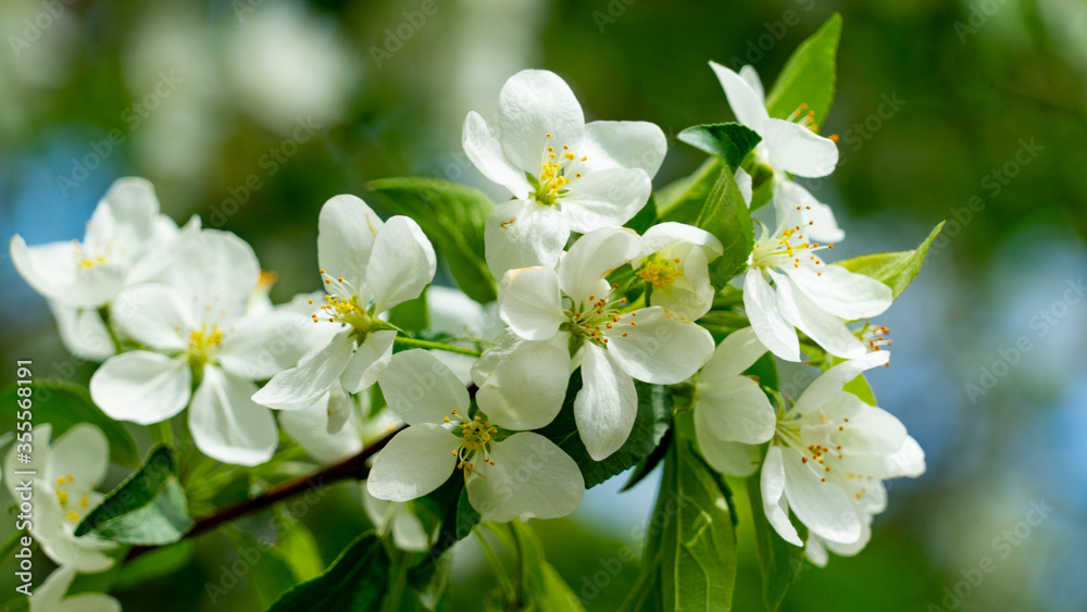 spring blooming of gardens on a Sunny day